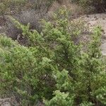 Juniperus macrocarpa Blad