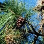 Pinus canariensis Plod