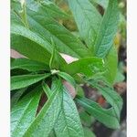 Solanum umbellatum Leaf