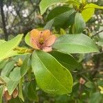 Magnolia figo Kukka
