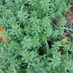 Galium verrucosum पत्ता