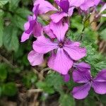 Lunaria annua花