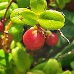 Vaccinium vitis-idaea 果