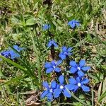 Gentiana vernaFlor