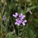 Hesperis matronalis Flower