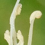 Operculina pinnatifida Blomma