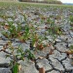 Persicaria maculosa Хабит