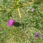 Cirsium vulgareFlower