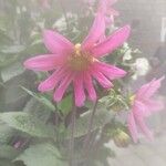 Dahlia tenuicaulis 花