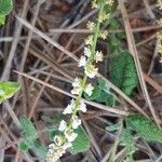 Sesamoides purpurascens 花