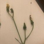Crepis pulchra Цвят