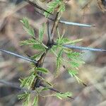 Acacia xanthophloea Лист