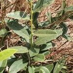 Boscia mossambicensis Leaf