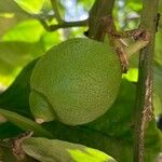 Citrus latifolia Fruit