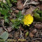 Potentilla brauneana Vekstform