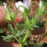 Althaea hirsuta Folha