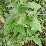 Salvia hispanica Ліст