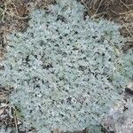 Helichrysum gossypinum Folio