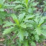 Euryops chrysanthemoides Folio
