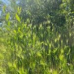 Aegilops neglecta Flower