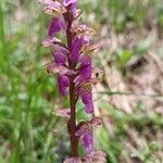 Orchis spitzelii Квітка