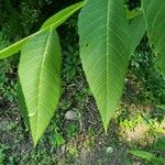 Juglans nigra Fuelha