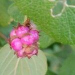 Lantana involucrata Vaisius