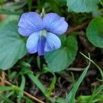 Viola × melissifolia Flower