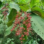 Miconia impetiolaris Fruit