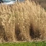 Miscanthus sinensisبرگ