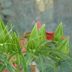 Hibiscus coccineus Flower