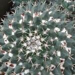 Mammillaria winterae Leaf