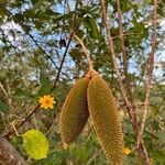 Amphilophium crucigerum Fruit