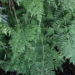 Osmunda regalis List