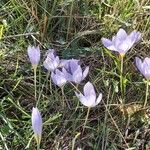 Crocus pulchellus 整株植物