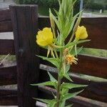 Oenothera villosa Цветок