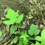 Prenanthes alba Leaf