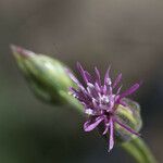 Crupina vulgaris Çiçek