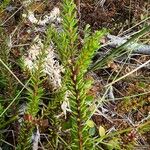 Empetrum nigrum Hoja