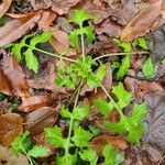 Sisymbrium officinale Leaf
