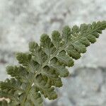 Asplenium foreziense