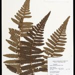 Cyathea cyatheoides Folla