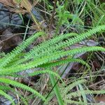 Lindsaea stricta Habitus