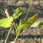 Vicia bithynica Φύλλο