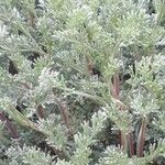 Artemisia alba Likasa