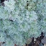 Artemisia schmidtiana Hoja