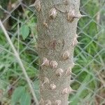 Zanthoxylum rhoifolium Schors