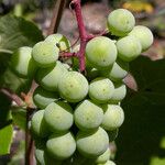 Vitis californica Frucht