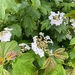 Viburnum sargentii Flower