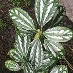 Pilea cadierei Leaf